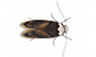style/images/moths4.jpg